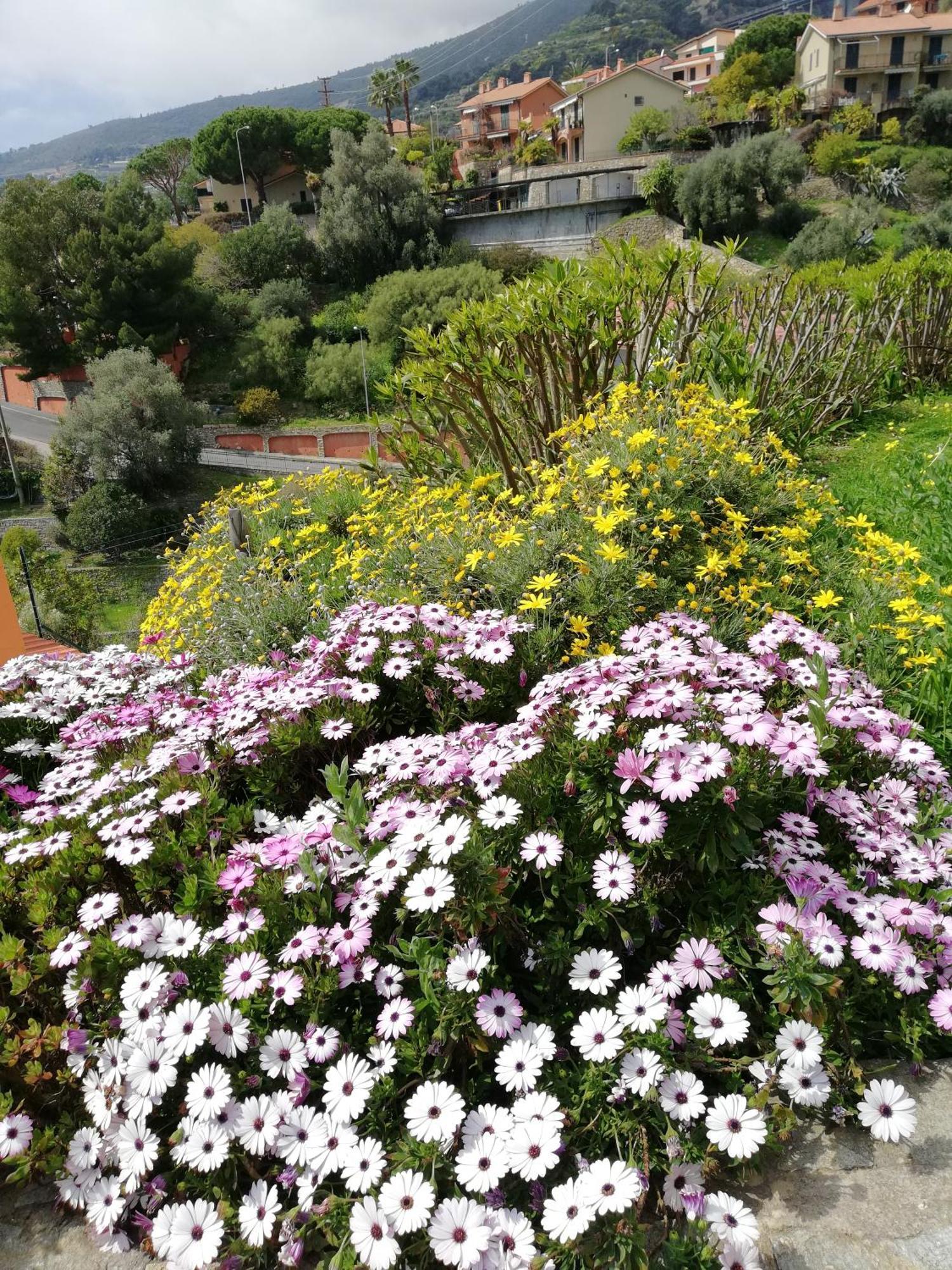 B&B La Mimosa Del Golfo Ospedaletti Εξωτερικό φωτογραφία